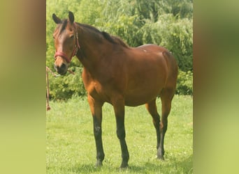 Furioso, Klacz, 21 lat, 167 cm, Gniada