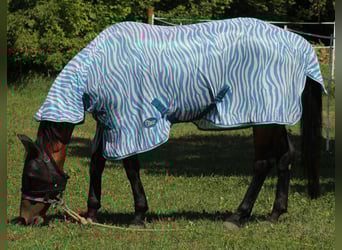 Furioso, Klacz, 21 lat, 167 cm, Gniada