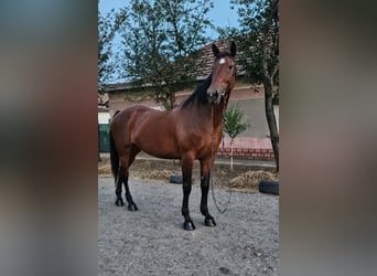 Furioso, Klacz, 8 lat, 168 cm, Gniada