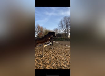 Furioso, Mare, 13 years, 16 hh, Brown