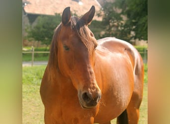Furioso, Mare, 21 years, 16.1 hh, Brown