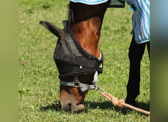 Furioso, Mare, 21 years, 16,1 hh, Brown