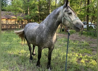 Furioso Mix, Mare, 4 years, 16.2 hh, Gray-Dapple