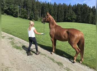 Furioso, Mare, 5 years, 15,2 hh, Chestnut-Red