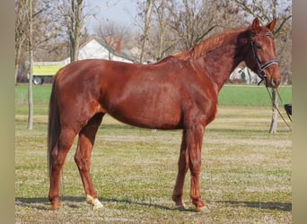 Furioso, Mare, 6 years, 16,1 hh, Chestnut