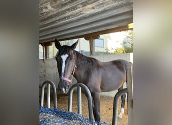 Furioso, Merrie, 11 Jaar, 160 cm, Zwart Furioso, Merrie, 11 Jaar, 160 cm, Zwart