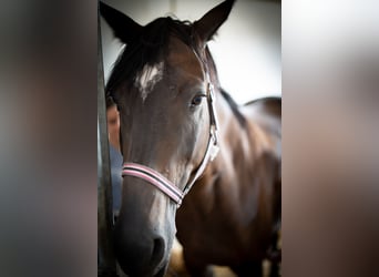 Furioso, Merrie, 12 Jaar, 163 cm, Donkerbruin