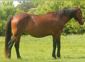 Furioso, Merrie, 21 Jaar, 167 cm, Bruin