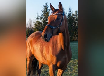 Furioso, Merrie, 8 Jaar, 160 cm, Roodbruin