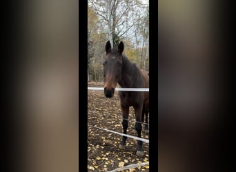 Furioso, Ruin, 11 Jaar, 167 cm, Roodbruin