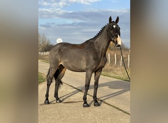 Furioso, Ruin, 7 Jaar, 171 cm