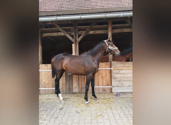 Furioso, Stallion, 2 years, 17 hh, Brown