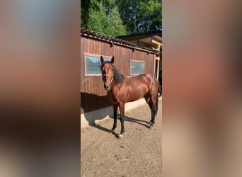 Furioso, Stallion, 3 years