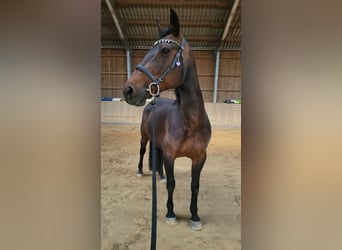 Furioso, Stute, 16 Jahre, 160 cm, Brauner