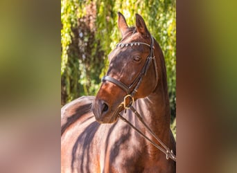 Furioso, Stute, 16 Jahre, 160 cm, Brauner