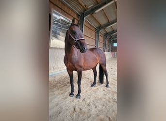 Furioso, Stute, 16 Jahre, 160 cm, Brauner
