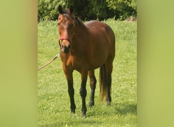 Furioso, Stute, 21 Jahre, 167 cm, Brauner