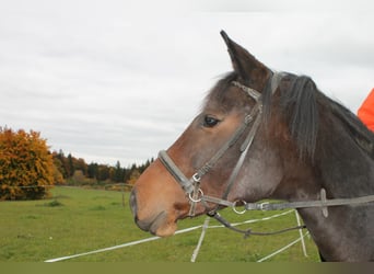 Furioso, Stute, 9 Jahre, 156 cm, Brauner