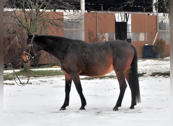 Furioso, Valack, 6 år, 162 cm, Mörkbrun