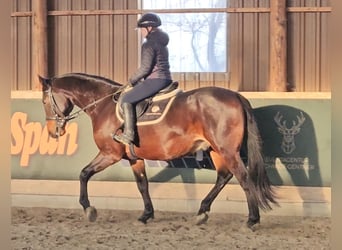 Furioso, Valack, 6 år, 162 cm, Mörkbrun