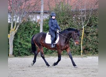 Furioso, Valack, 6 år, 162 cm, Mörkbrun