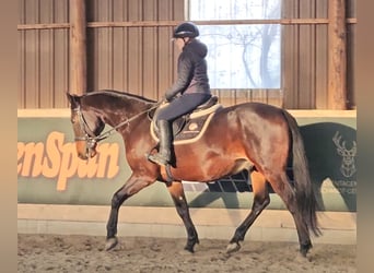 Furioso, Valack, 6 år, 162 cm, Mörkbrun