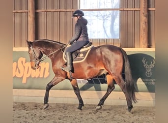 Furioso, Valack, 6 år, 162 cm, Mörkbrun