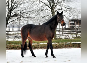 Furioso, Valack, 6 år, 162 cm, Mörkbrun