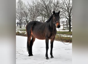 Furioso, Valack, 6 år, 162 cm, Mörkbrun