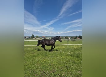 Furioso, Wałach, 5 lat, 174 cm, Ciemnogniada
