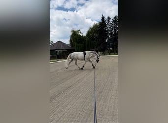 Furioso, Wałach, 6 lat, 160 cm, Siwa