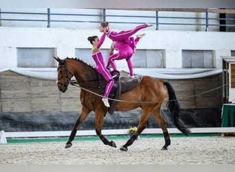 Furioso, Wallach, 13 Jahre, 170 cm, Rotbrauner
