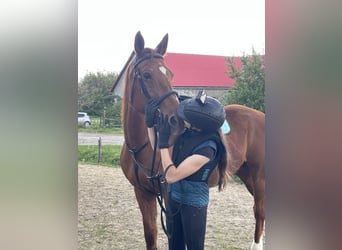 Furioso, Wallach, 17 Jahre, 165 cm, Fuchs