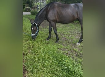 Furioso, Wallach, 6 Jahre, 173 cm, Rappe
