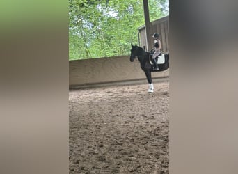Furioso, Wallach, 6 Jahre, 173 cm, Rappe