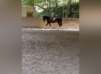 Furioso, Wallach, 6 Jahre, 173 cm, Rappe