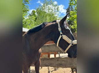 Furioso, Wallach, 6 Jahre, 173 cm, Rappe