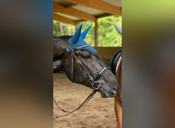 Furioso, Wallach, 6 Jahre, 173 cm, Rappe