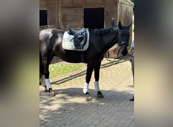 Furioso, Wallach, 6 Jahre, 173 cm, Rappe