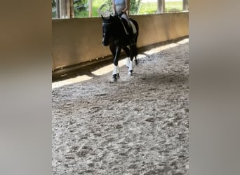 Furioso, Wallach, 6 Jahre, 173 cm, Rappe