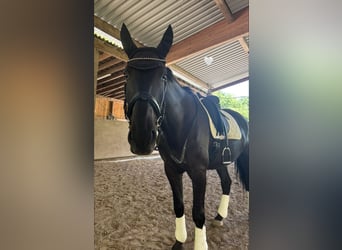 Furioso, Wallach, 6 Jahre, 173 cm, Rappe
