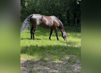 Furioso, Wallach, 6 Jahre, 173 cm, Rappe