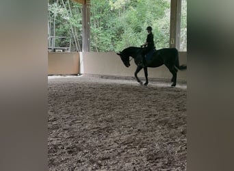 Furioso, Wallach, 6 Jahre, 173 cm, Rappe