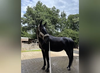 Furioso, Wallach, 6 Jahre, 173 cm, Rappe