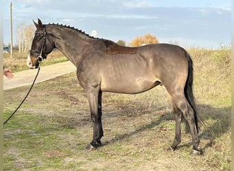 Furioso, Wallach, 7 Jahre, 171 cm