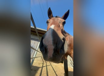 Furioso, Wallach, 9 Jahre, 162 cm, Rappe