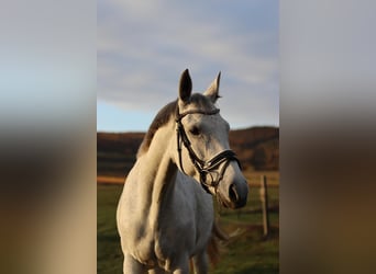 Furioso, Yegua, 11 años, 165 cm, White/Blanco