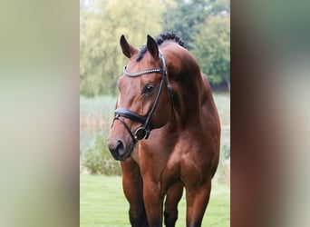 Oldenburg, Stallion, 8 years, 17 hh, Brown