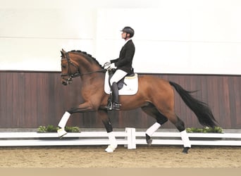 Oldenburg, Stallion, 8 years, 17 hh, Brown
