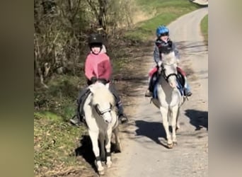 Galés-A, Caballo castrado, 10 años, 115 cm, Tordo